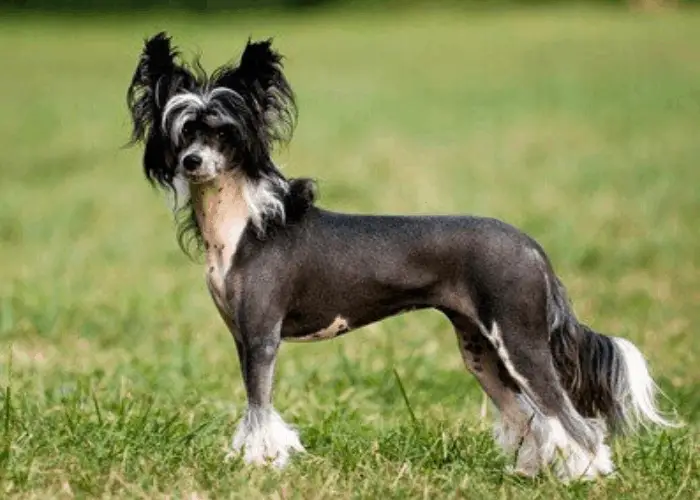 5 (Vintage) Mexican Dog Breeds: More Famous Than Tequila 8 Chinese Crested dog standing on the grassy ground