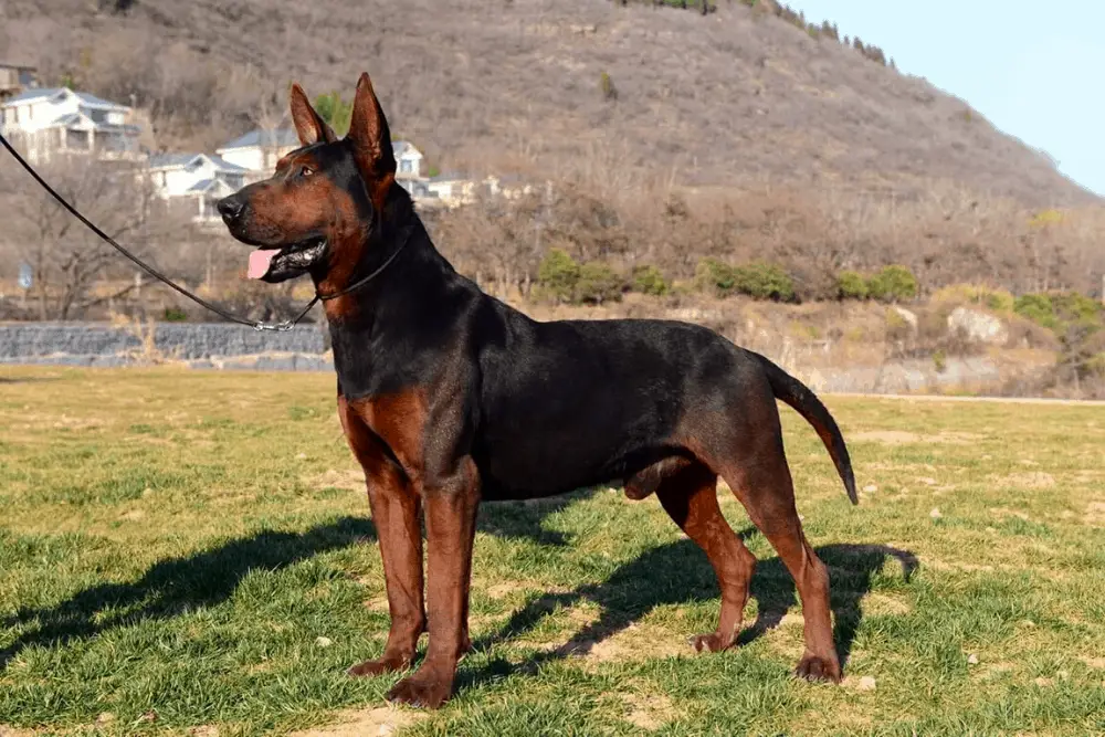 Chinese Red Dog standing on the field