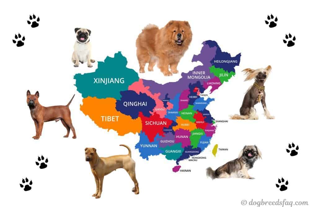 Chinese dog breeds illustration