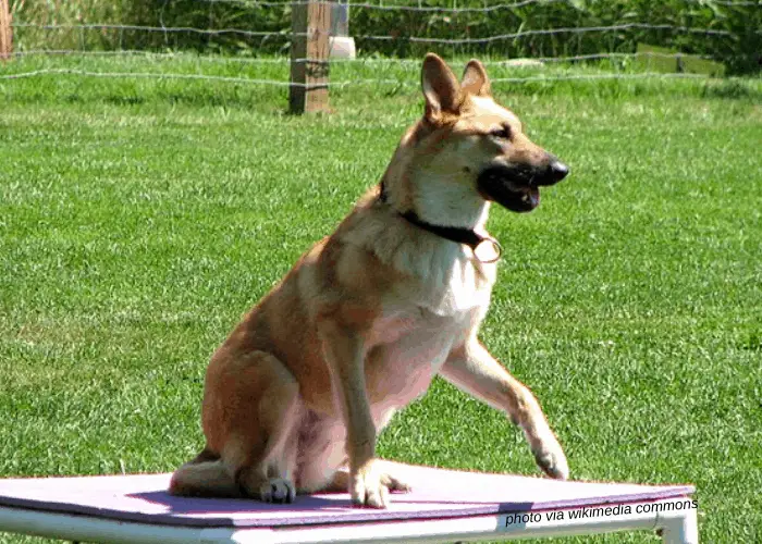 Chinook Dog in a competition
