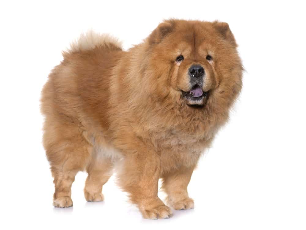 Chow chow dog on white background