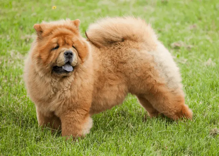 do chow chows get along with cats