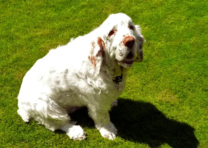 65 British Dog Breeds 12 Clumber Spaniel dog sitting on the lawn