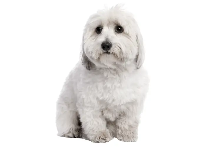 9 Historical African Dog Breeds List ( With Photos ) 8 Coton de Tulear image against a white background