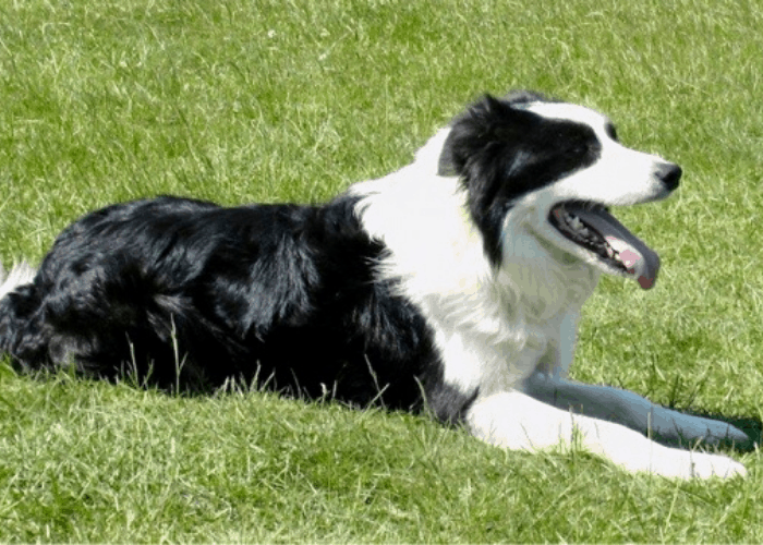 Cumberland Sheepdog on the lawn