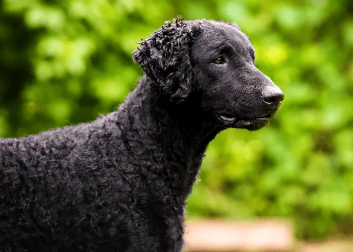 65 British Dog Breeds 14 Curly Coated Retriever photo isolated against a green background