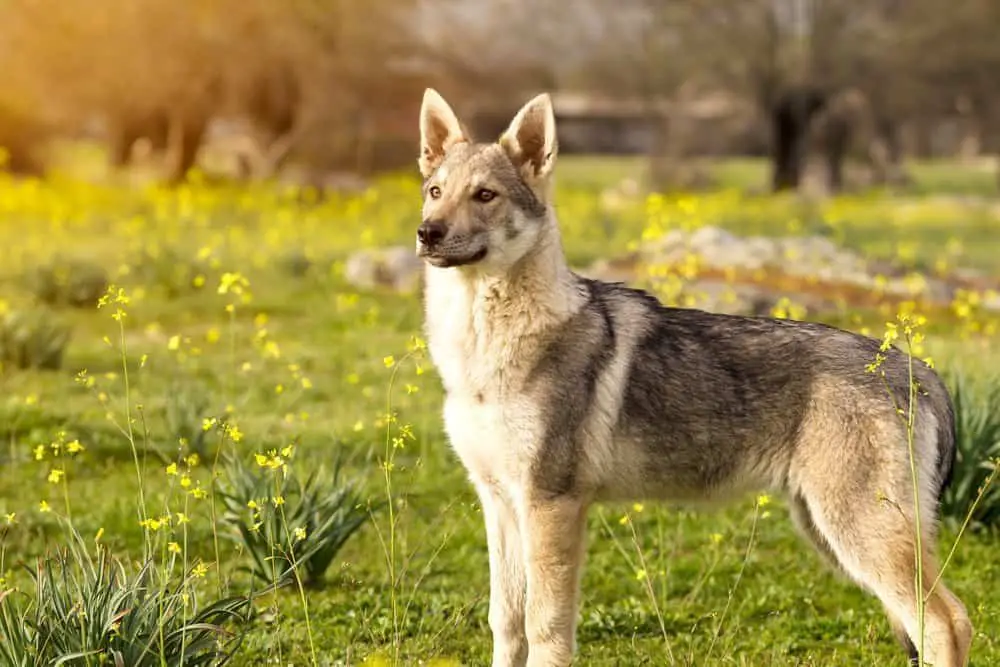 coyote german shepherd mix