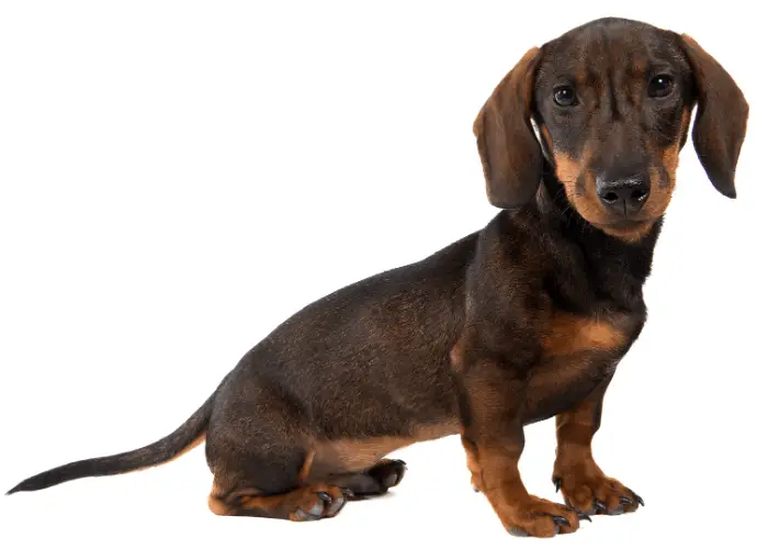 37 German Dog Breeds 7 Dachshund dog on white background