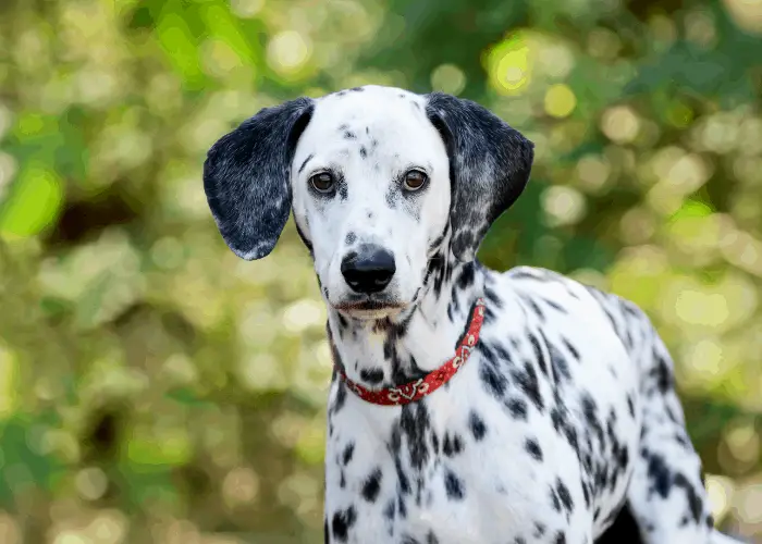 Do Dalmatians Make Good Pets? | Dog Breeds FAQ