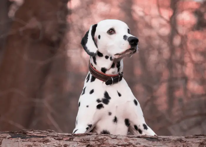 Do Dalmatians Make Good Pets? 2 Dalmatian in the woods
