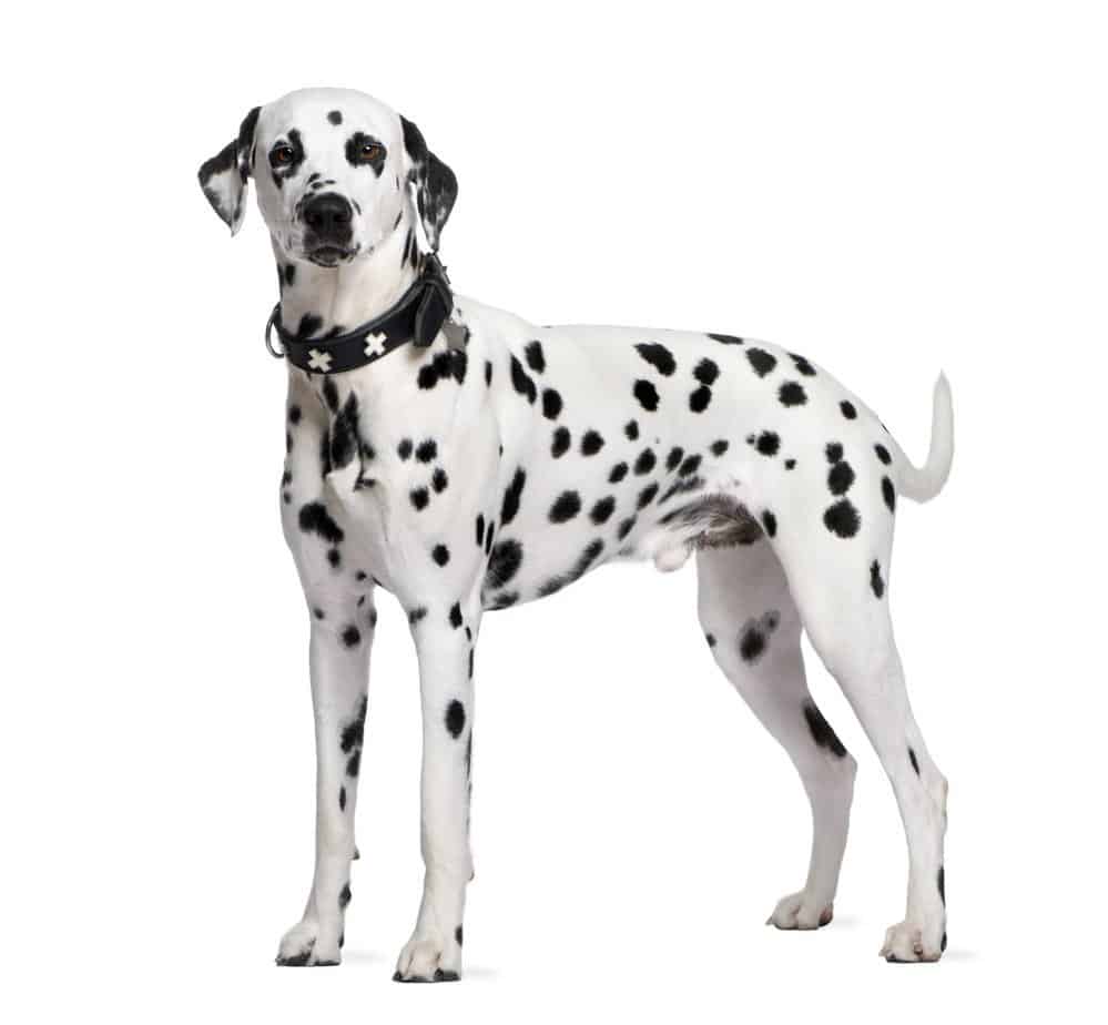 Top 10 MOST POPULAR Dog Breeds In The Philippines ( 2023 ) 6 Dalmatian photographed against a white background