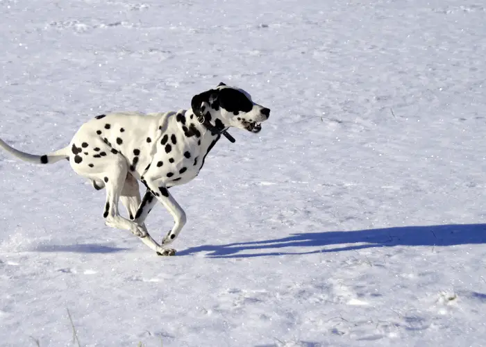 Dalmatian running on the snow