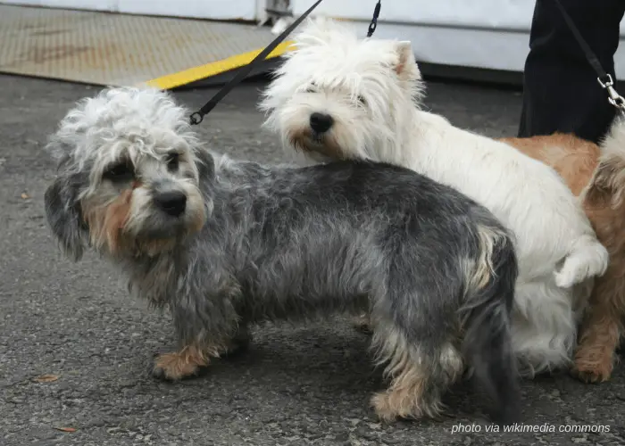 65 British Dog Breeds 61 2 Dandie Dinmont Terrier dogs with their owner