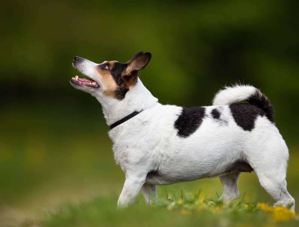 Danish Swedish farm dog standing on the lawn