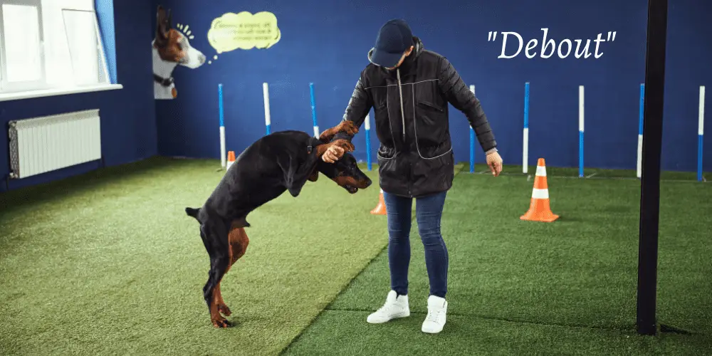 Doberman doing the stand dog commands in French