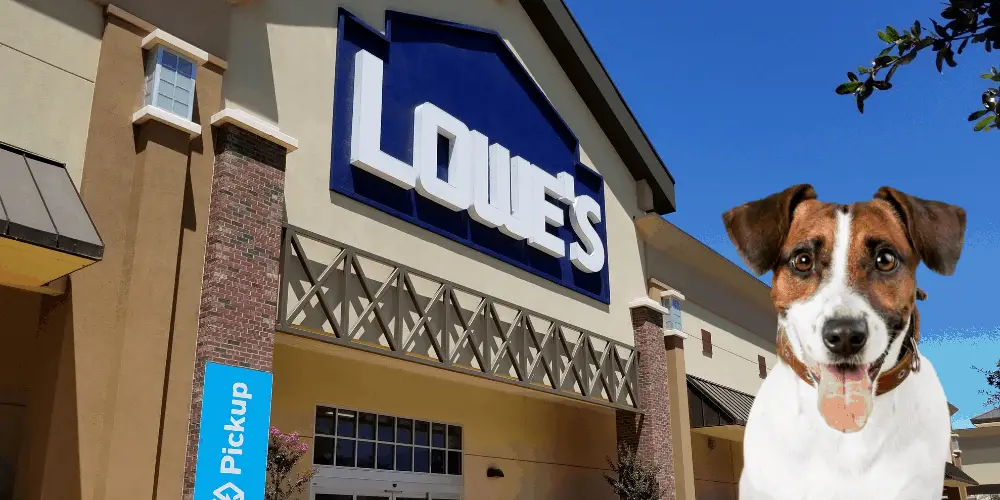 Does Lowe’s Allow Dogs? ( Dog Friendly Policy 2021 )