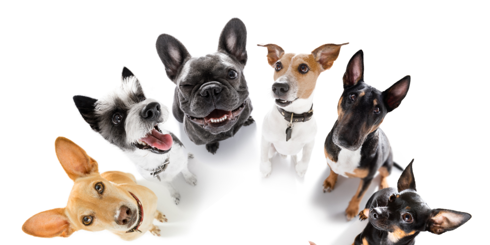 Dog Breeds with Pointy Ears article featured image