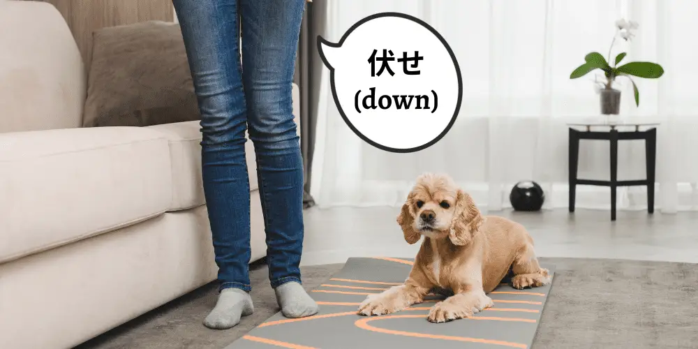 13 Basic Dog Commands in Japanese ( With Audio )