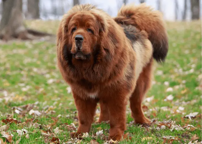 19 Most Popular Asian Dog Breeds ( With HD Photos ) 4 Dog breed Tibetan Mastiff on the lawn
