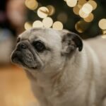 Pug looking up at home for the dog breed guide