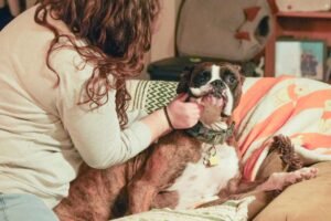 Person gently petting a boxer dog on a couch