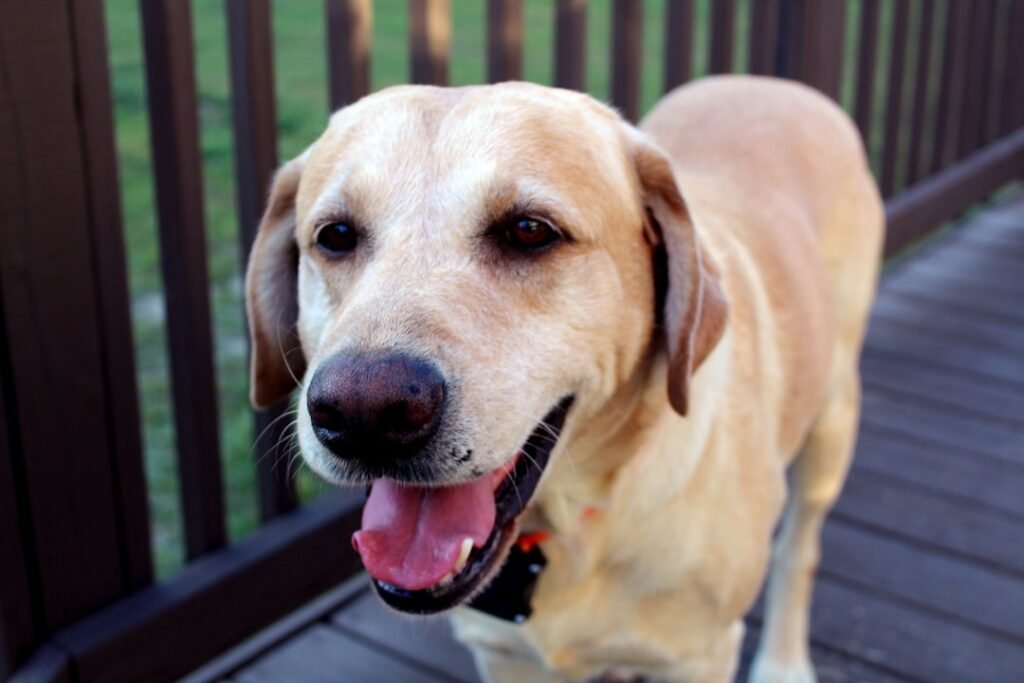 Happy Labrador looking directly at the camera outdoors