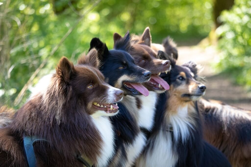 A group of different dogs standing together outdoors