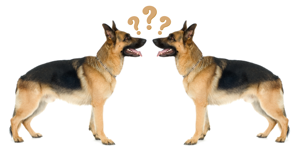 21 Dogs That Look Like German Shepherds: The K9 Doppelgängers 1 Dogs That Look Like German Shepherds article featured image