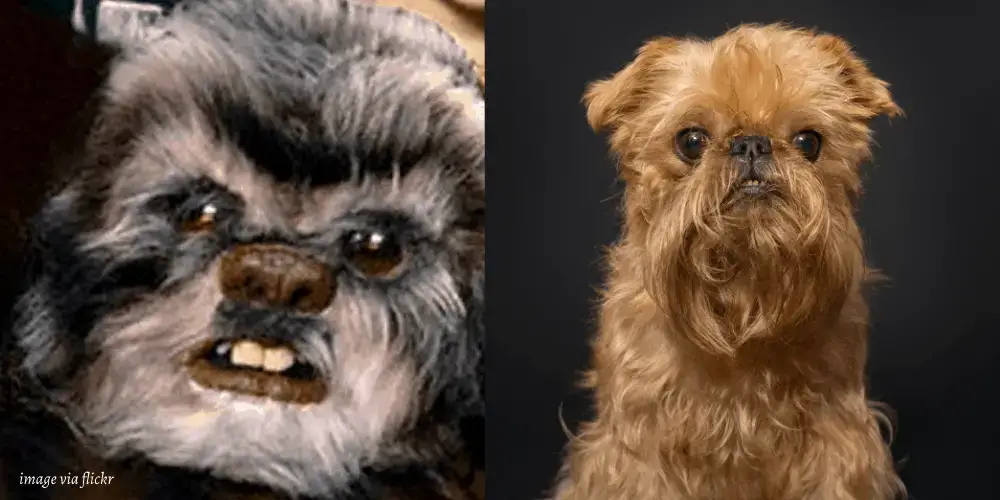 7 Adorable Dogs That Look Like Ewoks Dog Breeds Faq