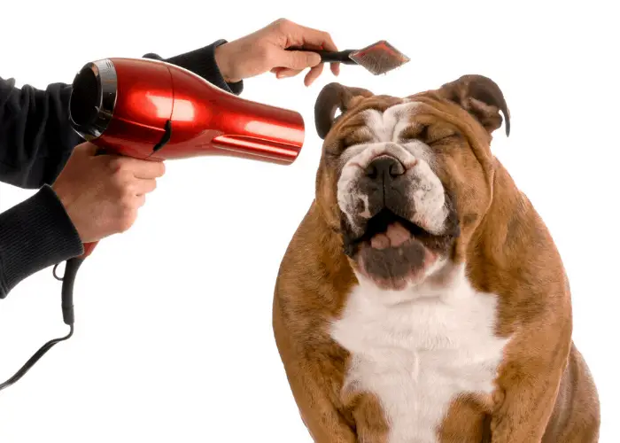 English Bulldog 6 English Bulldog being groomed