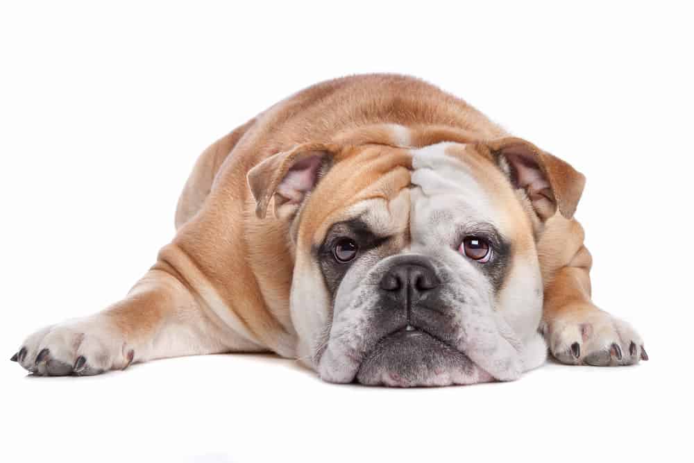 65 British Dog Breeds 9 English Bulldog lying on a white background looking at the camera