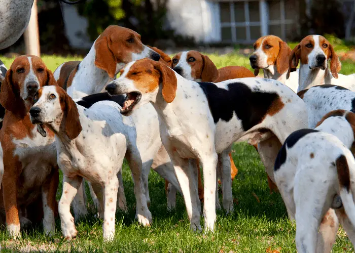 65 British Dog Breeds 16 English Foxhound dogs in the farm