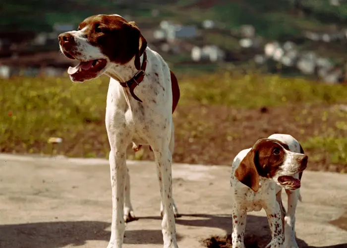 65 British Dog Breeds 42 Mother and puppy English pointers