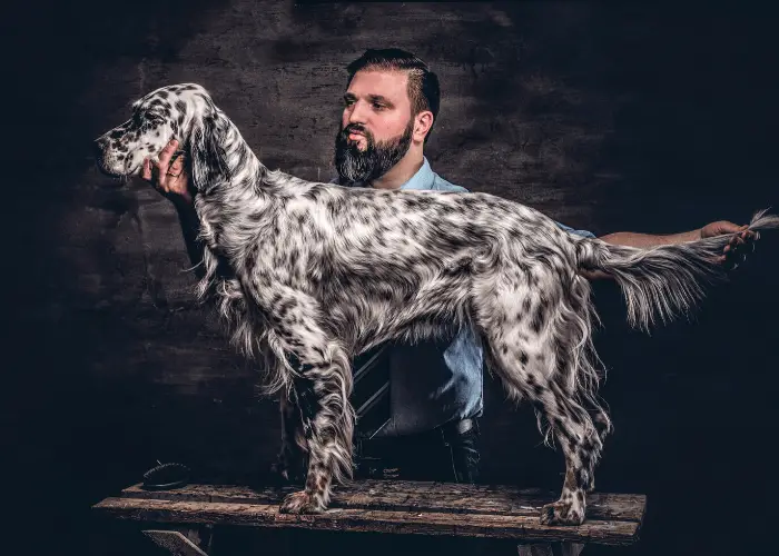 65 British Dog Breeds 18 English Setter standing on the table with owner
