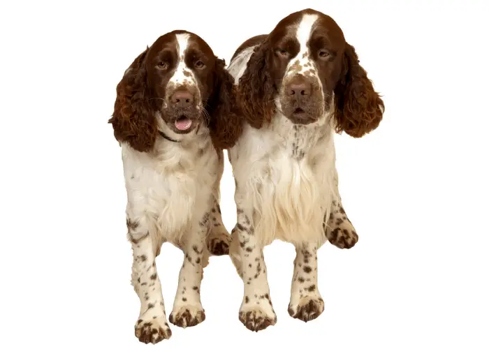65 British Dog Breeds 19 2 English Springer Spaniel photographed against a white background