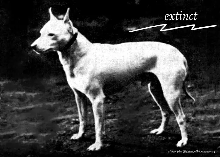 English White Terrier black and white photo, 1892