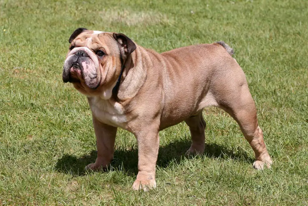 25 Dogs That Look Like Pugs 9 English bulldog standing on the lawn