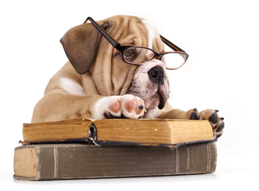 English Bulldog 3 English bulldog wearing eyeglasses and reading a book