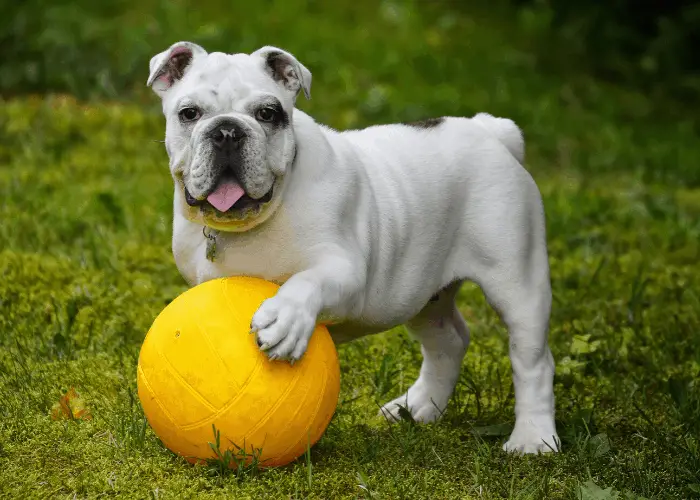 English bullodg playing a yellow ball on the lawn