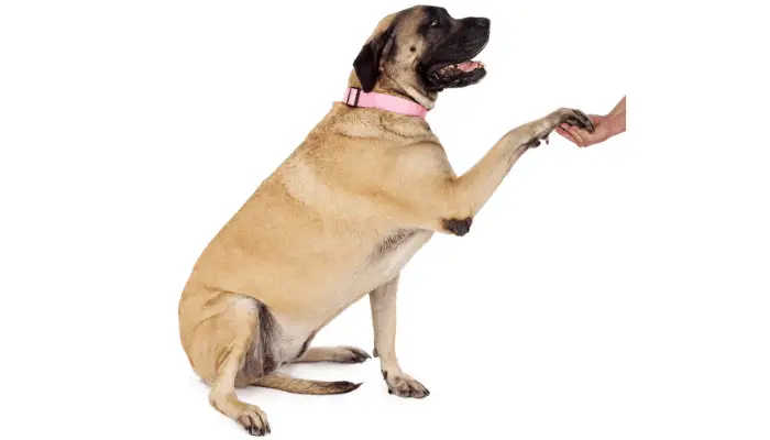 English mastiff having a paw shake