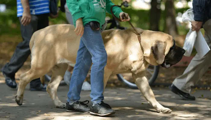 English mastiff having a walk with owner