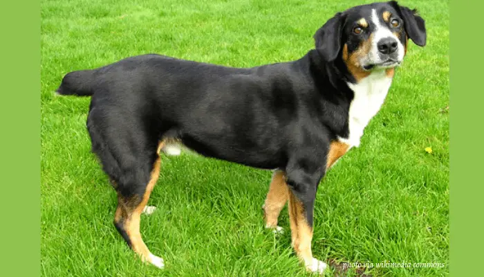Entlebucher Mountain Dog standing on the lawn