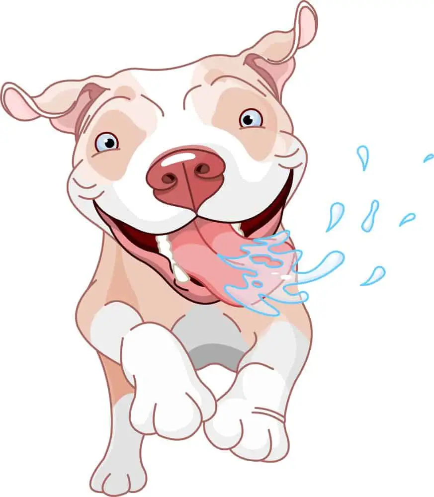 Excited Pit Bull Dog