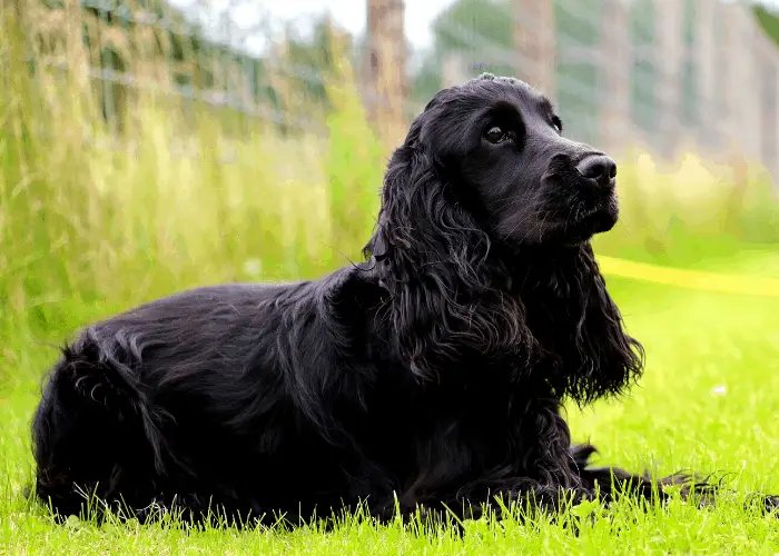 65 British Dog Breeds 23 Field Spaniel sitting on the lawn
