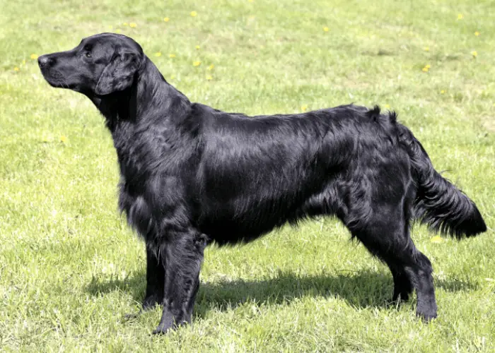 65 British Dog Breeds 24 Flat-coated Retriever standing on the lawn