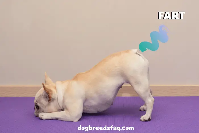 27 DETAILED French Bulldog Pros and Cons ( My Experience ) 14 French Bulldog doing a yoga pose and farting