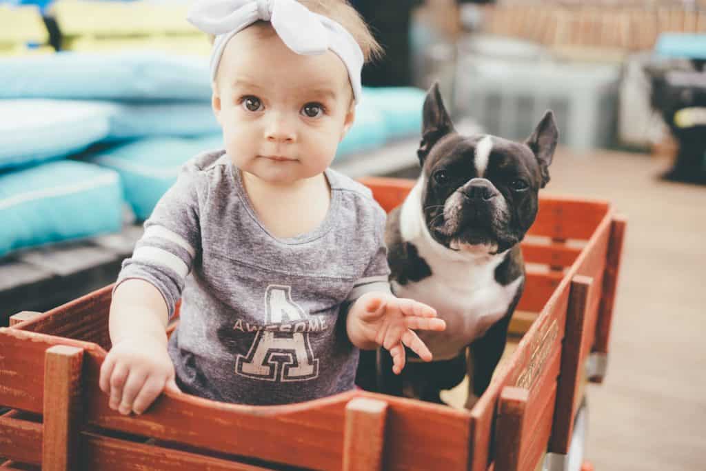 27 DETAILED French Bulldog Pros and Cons ( My Experience ) 7 French Bulldog with a young girl in a trolley