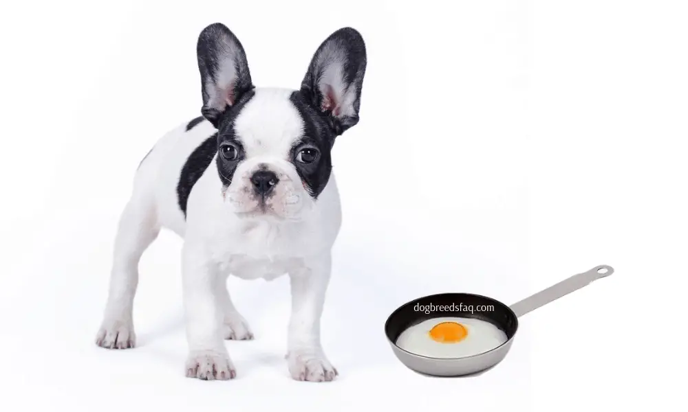 Can My French Bulldog Eat Eggs? Dog Breeds FAQ