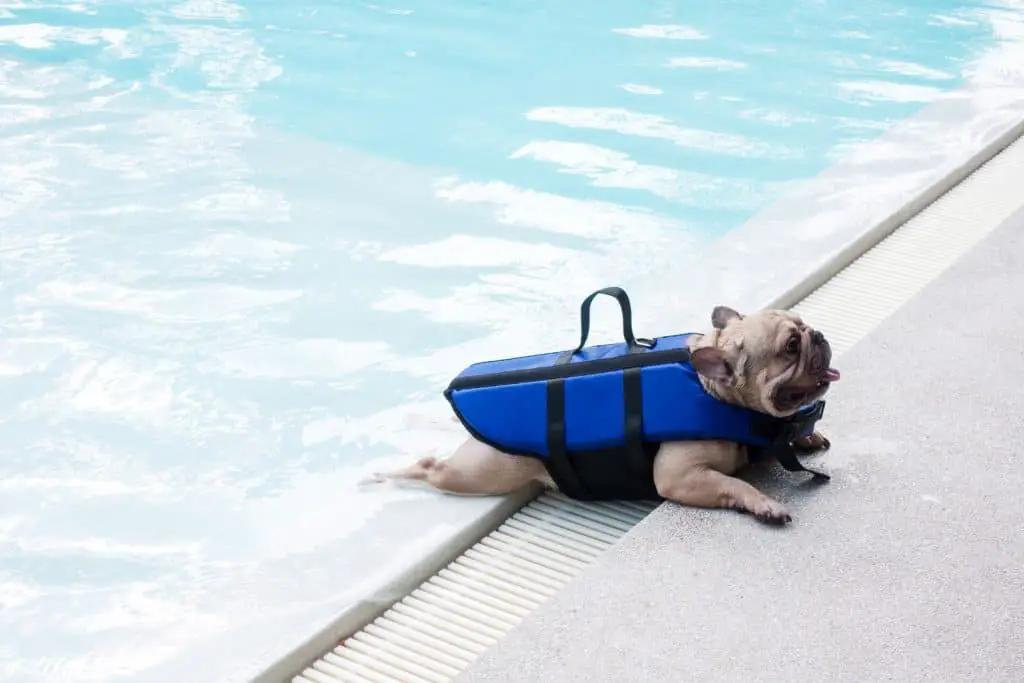 27 DETAILED French Bulldog Pros and Cons ( My Experience ) 25 French bulldog at a swimming pool