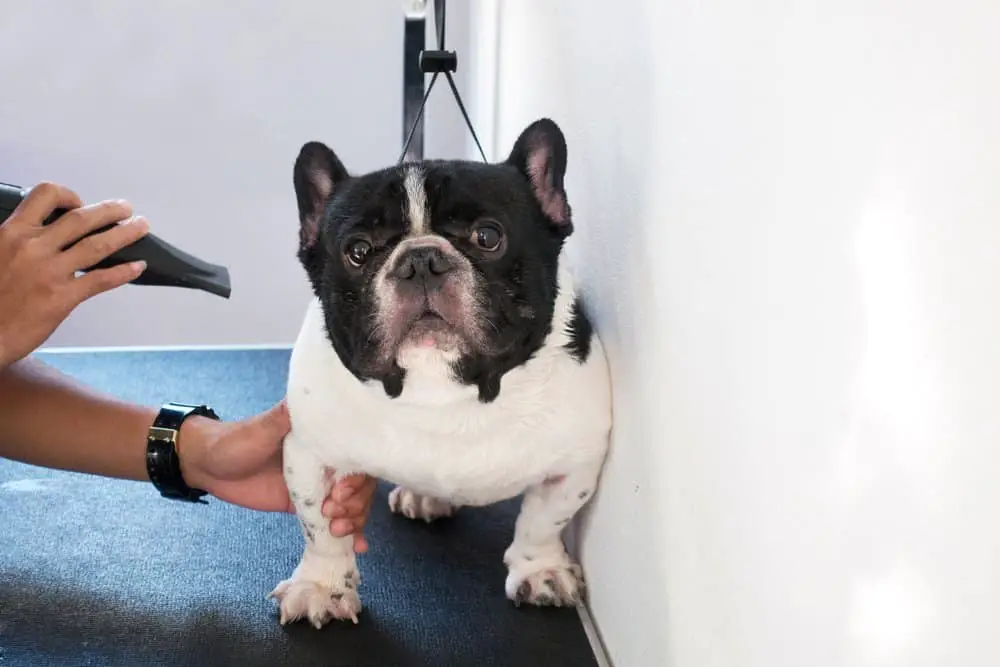 French bulldog at a groomer salon